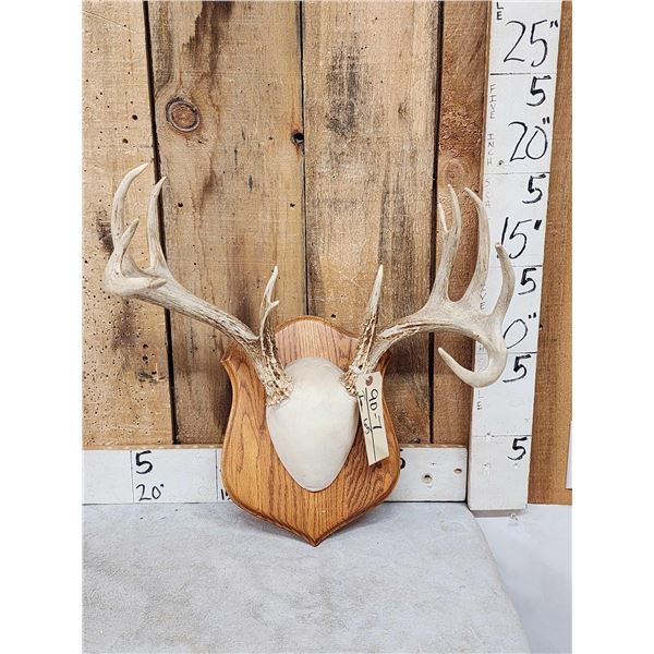 Mini Monster 6x5 Whitetail Antlers On Plaque