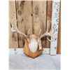 Image 1 : Mini Monster 6x5 Whitetail Antlers On Plaque