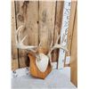 Image 2 : Mini Monster 6x5 Whitetail Antlers On Plaque