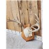 Image 3 : Mini Monster 6x5 Whitetail Antlers On Plaque