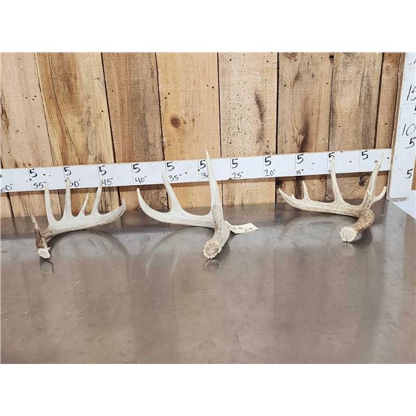 3 Wild Iowa Whitetail Shed Antlers