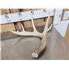 Image 2 : 3 Wild Iowa Whitetail Shed Antlers