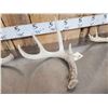 Image 3 : 3 Wild Iowa Whitetail Shed Antlers