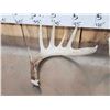 Image 4 : 3 Wild Iowa Whitetail Shed Antlers
