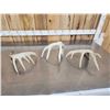 Image 5 : 3 Wild Iowa Whitetail Shed Antlers
