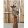 Image 10 : 196" Wild Iowa Whitetail Pedestal Taxidermy Mount