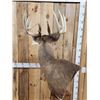Image 11 : 196" Wild Iowa Whitetail Pedestal Taxidermy Mount