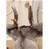Image 12 : 196" Wild Iowa Whitetail Pedestal Taxidermy Mount