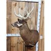 Image 13 : 196" Wild Iowa Whitetail Pedestal Taxidermy Mount