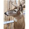 Image 14 : 196" Wild Iowa Whitetail Pedestal Taxidermy Mount