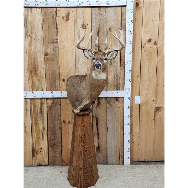 196" Wild Iowa Whitetail Pedestal Taxidermy Mount