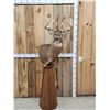 Image 1 : 196" Wild Iowa Whitetail Pedestal Taxidermy Mount