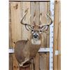 Image 2 : 196" Wild Iowa Whitetail Pedestal Taxidermy Mount