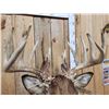 Image 3 : 196" Wild Iowa Whitetail Pedestal Taxidermy Mount