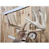 Image 4 : 196" Wild Iowa Whitetail Pedestal Taxidermy Mount