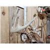 Image 5 : 196" Wild Iowa Whitetail Pedestal Taxidermy Mount