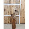 Image 6 : 196" Wild Iowa Whitetail Pedestal Taxidermy Mount
