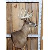 Image 7 : 196" Wild Iowa Whitetail Pedestal Taxidermy Mount