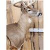 Image 8 : 196" Wild Iowa Whitetail Pedestal Taxidermy Mount
