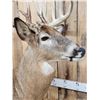 Image 9 : 196" Wild Iowa Whitetail Pedestal Taxidermy Mount