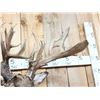 Image 10 : Monster 300 Class Whitetail Shoulder Mount Taxidermy