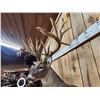 Image 11 : Monster 300 Class Whitetail Shoulder Mount Taxidermy