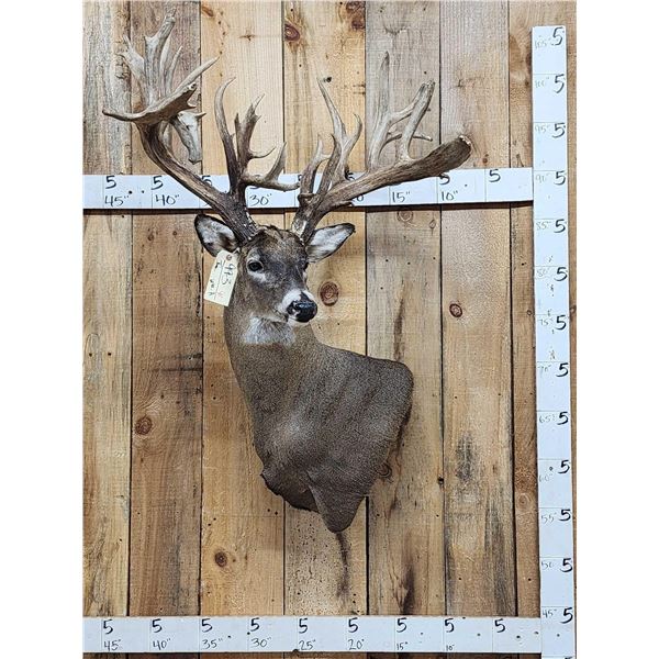 Monster 300 Class Whitetail Shoulder Mount Taxidermy