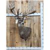Image 1 : Monster 300 Class Whitetail Shoulder Mount Taxidermy