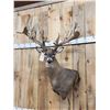 Image 2 : Monster 300 Class Whitetail Shoulder Mount Taxidermy