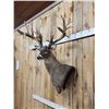 Image 3 : Monster 300 Class Whitetail Shoulder Mount Taxidermy