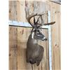 Image 4 : Monster 300 Class Whitetail Shoulder Mount Taxidermy