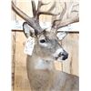 Image 5 : Monster 300 Class Whitetail Shoulder Mount Taxidermy