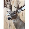 Image 6 : Monster 300 Class Whitetail Shoulder Mount Taxidermy
