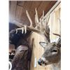 Image 7 : Monster 300 Class Whitetail Shoulder Mount Taxidermy