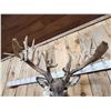 Image 8 : Monster 300 Class Whitetail Shoulder Mount Taxidermy