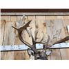 Image 9 : Monster 300 Class Whitetail Shoulder Mount Taxidermy
