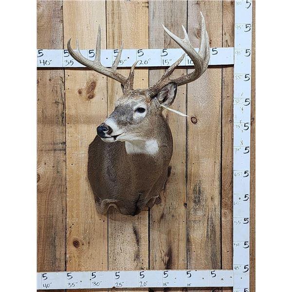 5x5 Wild Iowa Whitetail Shoulder Mount Taxidermy
