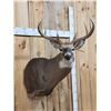 Image 2 : 5x5 Wild Iowa Whitetail Shoulder Mount Taxidermy
