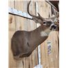 Image 3 : 5x5 Wild Iowa Whitetail Shoulder Mount Taxidermy