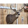 Image 4 : 5x5 Wild Iowa Whitetail Shoulder Mount Taxidermy