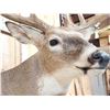 Image 5 : 5x5 Wild Iowa Whitetail Shoulder Mount Taxidermy