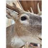Image 6 : 5x5 Wild Iowa Whitetail Shoulder Mount Taxidermy