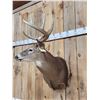Image 7 : 5x5 Wild Iowa Whitetail Shoulder Mount Taxidermy