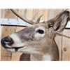 Image 8 : 5x5 Wild Iowa Whitetail Shoulder Mount Taxidermy