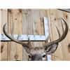 Image 9 : 5x5 Wild Iowa Whitetail Shoulder Mount Taxidermy