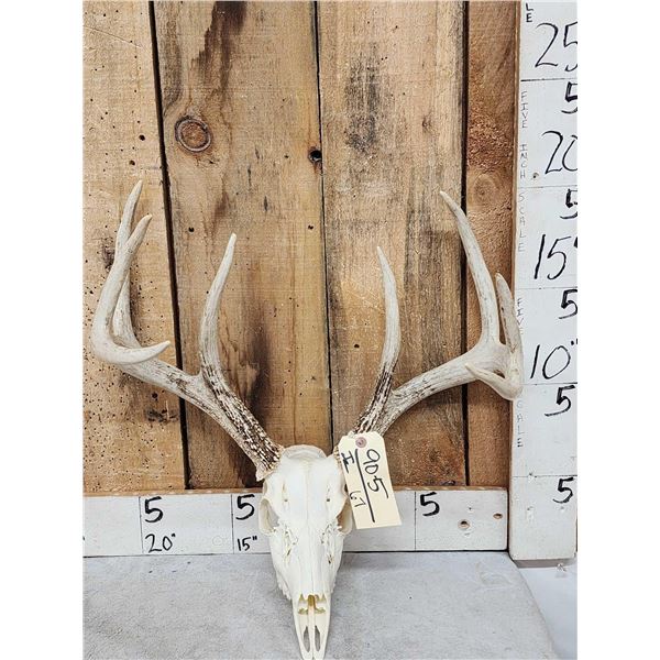 4x4 Whitetail Antlers On Skull