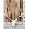 Image 1 : 4x4 Whitetail Antlers On Skull