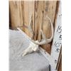 Image 2 : 4x4 Whitetail Antlers On Skull