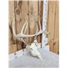 Image 3 : 4x4 Whitetail Antlers On Skull