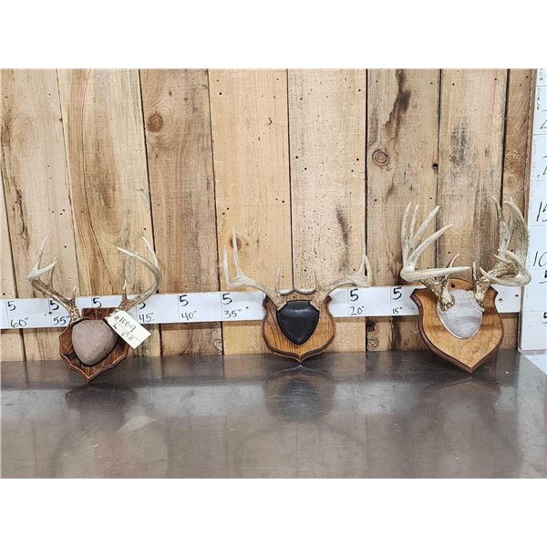 3 Sets Of Whitetail Antlers On Plaques 1 Mini Monster